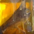 pescadores_encontram_peixe_que_poderia_ter_sofrido_mutacao__