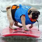 Cães surfistas do asfalto, carinho é tudo de bom! 