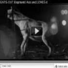 chocante_e_nojento_hiena_come_o_forevis_do_elefante