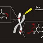 Pesquisadores identificam compostos capazes de induzir mutações no DNA