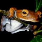 rhacophorus_vampyrus_o_sapo_vampiro_do_vietna