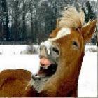 animais_drogados