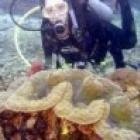 tridacna_gigasum_molusco_gigante_assassino