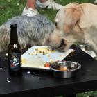 belgica_abre_bar_especializado_para_caes_