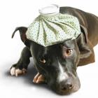 especialista_explica_o_que_e_sarna_negra_e_como_cuidar