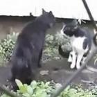 briga_de_gatos__legendado