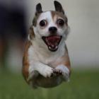 pensa_num_cachorrinho_feliz&hellip;