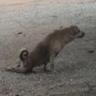 owwnn_tadinha_da_cachorrinha