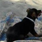 placas_desmotivacionais_especial_animais_sempre_me_racho