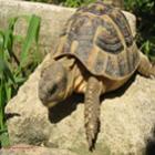 Tartaruga que corre: conheça a tartaruga TURBO