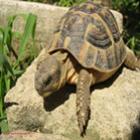 tartaruga_que_corre_conheca_a_tartaruga_turbo