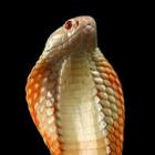jovem_e_picado_por_cobra_venenosa_comprada_como_animal_de_estimacao