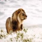 a_beleza_dos_animais_africanos_sob_a_lente_de_klaus_tiedge