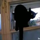 gato_latindo