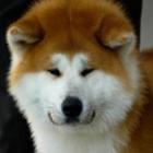 Cachorro - Akita Inu