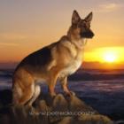 um_cachorro_de_370_mil_reais_para_proteger_quem_tem_tudo_
