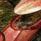Conheça Nepenthes attenboroughii a planta carnívora capaz de comer roedores
