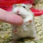 Leva um hamster: ele não custa caro, é sociável e muito independente 