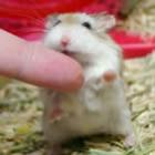 leva_um_hamster_ele_nao_custa_caro_e_sociavel_e_muito_independente_