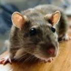 Rato do tamanho de gato assusta população nos Estados Unidos