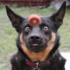 fotos_divertidas_de_animais