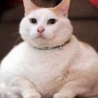 40_dos_caes_e_30_dos_gatos_portugueses_sao_obesos