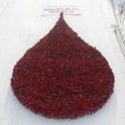 Por recorde, 3 mil estudantes formam ‘gota de sangue’ gigante