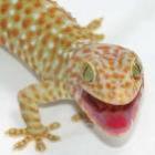 lagartixa_tokay_a_pitbull_do_mundo_das_lagartixas