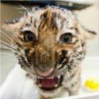 os_filhotes_mais_fofos_do_zoologico