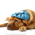 cuidados_preventivos_podem_evitar_intoxicacao_dos_pets