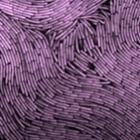 belas_imagens_revelam_a_arte_das_bacterias
