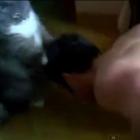esse_e_o_gatinho_dos_sonhos_de_todas_as_mulheres