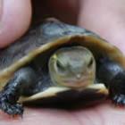 tartarugas_podem_causar_salmonela_nas_criancas