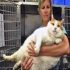 _gato_obeso_precisa_perder_45_quilos_para_nao_correr_risco_de_morrer