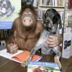 Orangotango e cachorro lançam livro nos EUA