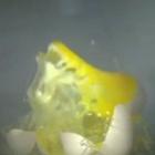 veja_o_que_acontece_com_alguns_objetos_colocados_no_microondas_em_camera_lenta
