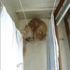 o_gato_equilibrista