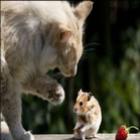 gato_vs_rato