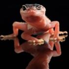 as_belas_lagartixas_dancarinas_da_indonesia