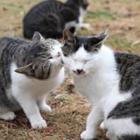 a_inveja_do_gato