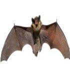 Conheça 13 fatos incríveis sobre morcegos