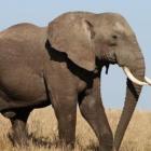 ja_viu_um_elefante_voando_e_aterrisando