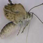Fukushima produz borboletas mutantes de tamanhos diferentes 