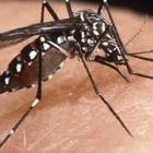 Mosquito da dengue é ele ou você