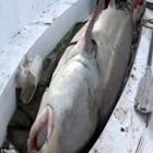 Peixe com 617 kg surpreende pescadores china