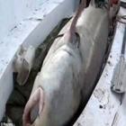 peixe_com_617_kg_surpreende_pescadores_china
