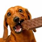 por_que_nao_dar_chocolate_para_seu_bicho_de_estimacao