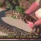 Cobra de 4,3 metros morde rosto de menino nos EUA