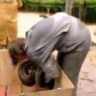 serpente_ataca_mulher_em_bbb_gringo