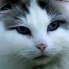 por_que_toda_mulher_solteira_tem_gato